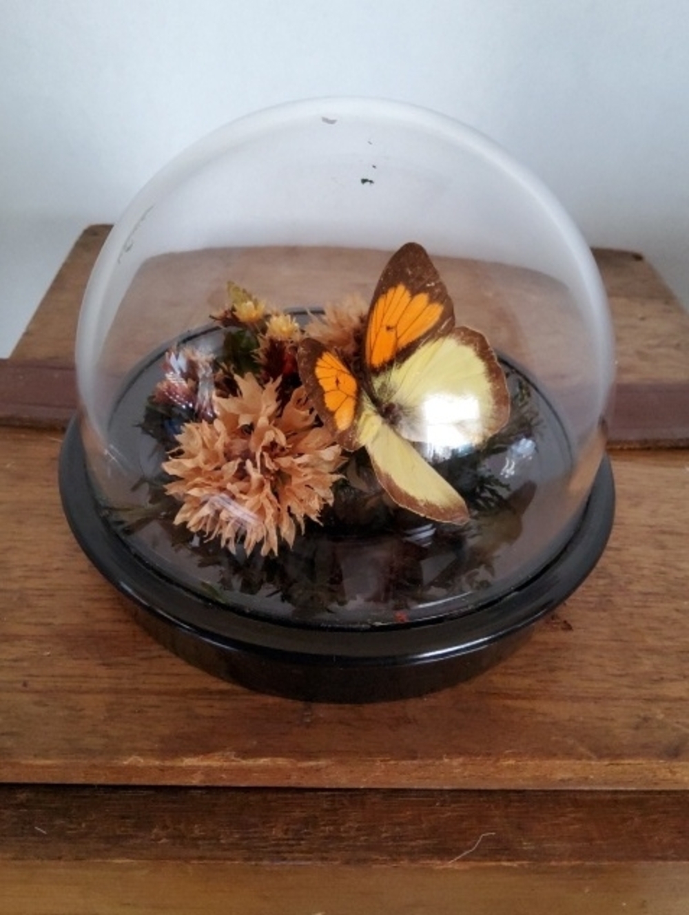 Cloche With Orange-tipped Butterfly Display.
